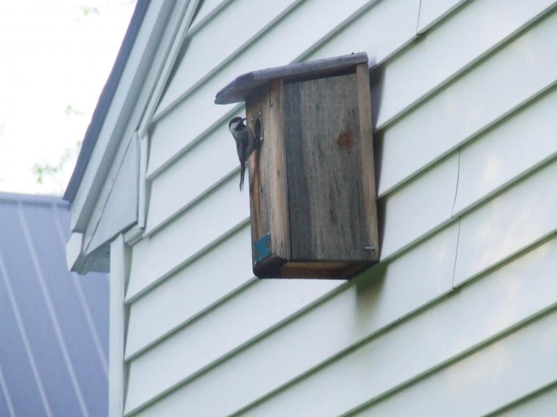 Black-capped chickadee, Boothbay Register, Allison Wells